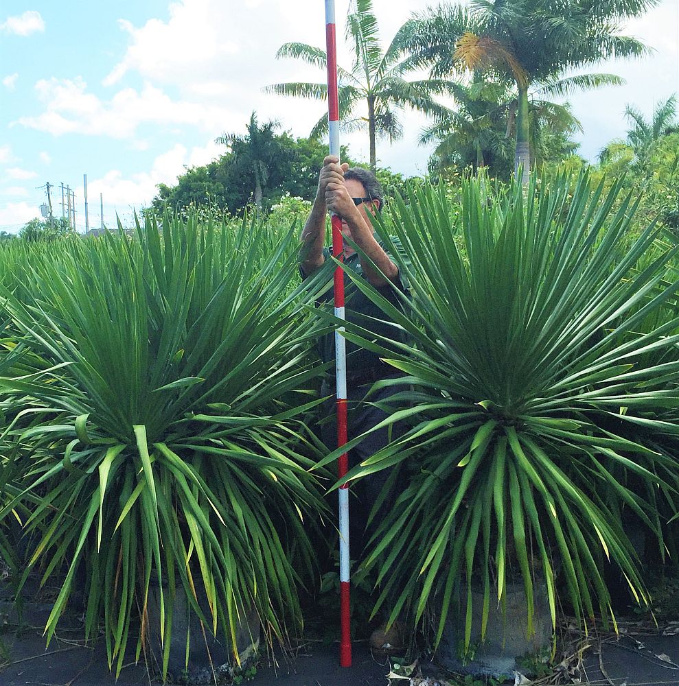 dracaena-arborea