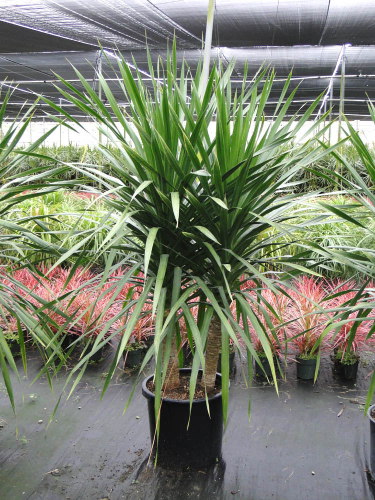 dracaena-arborea