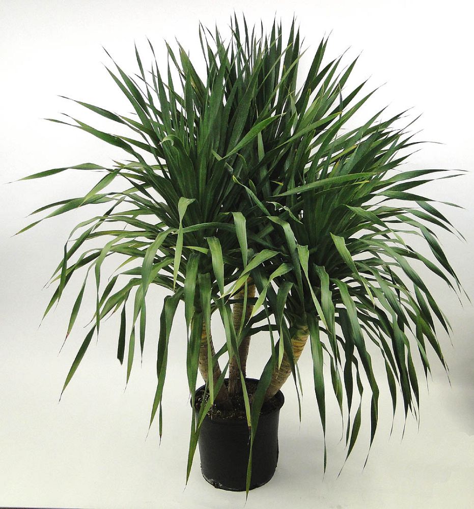 dracaena-arborea