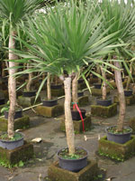 dracaena-arborea
