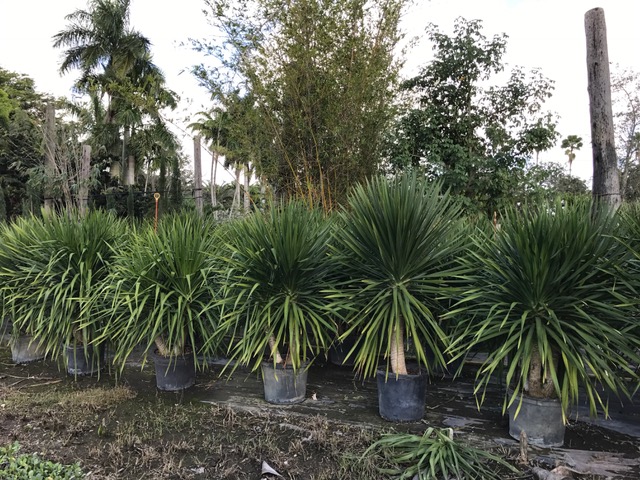 dracaena-arborea
