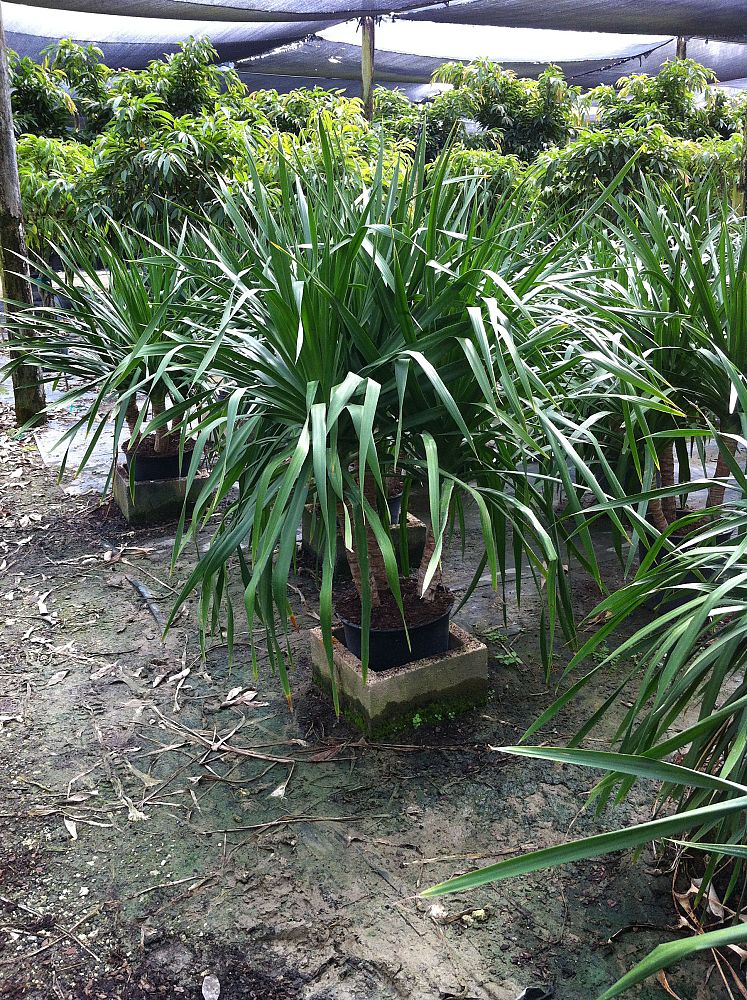 dracaena-arborea