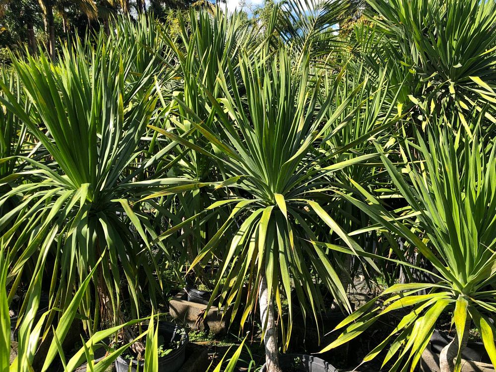 dracaena-arborea