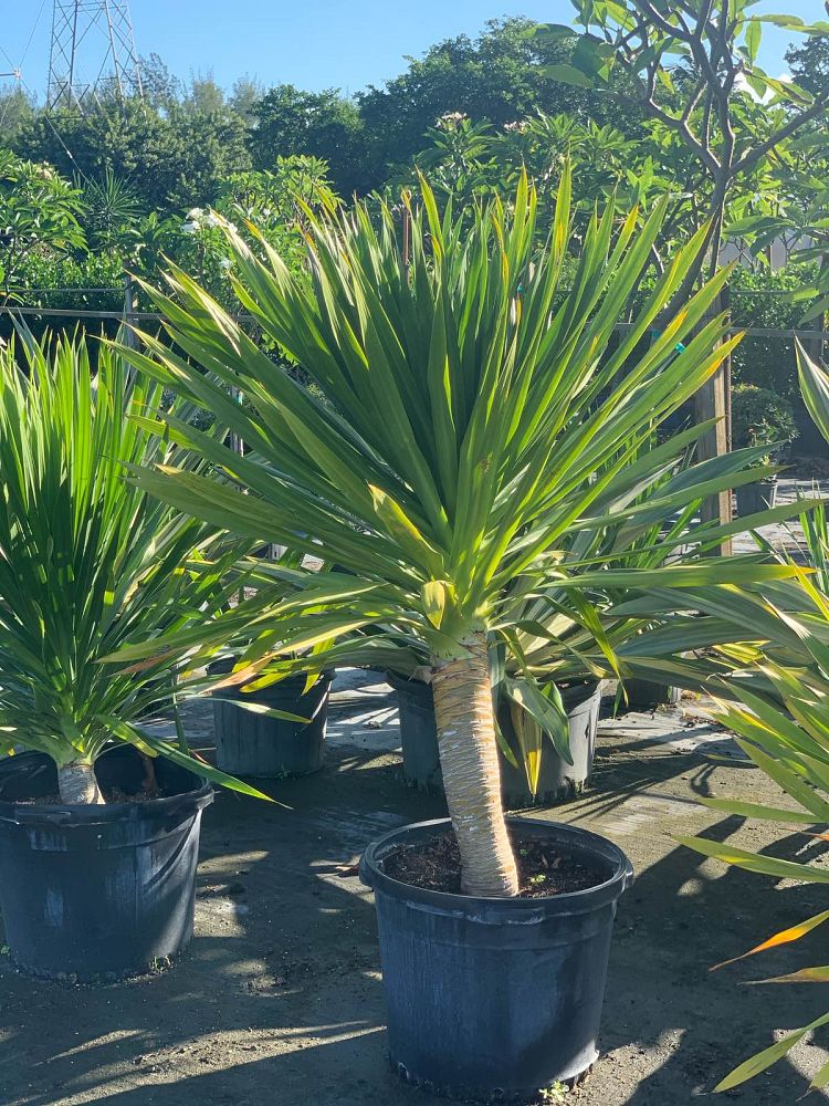 dracaena-arborea