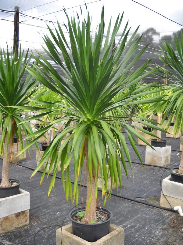 dracaena-arborea