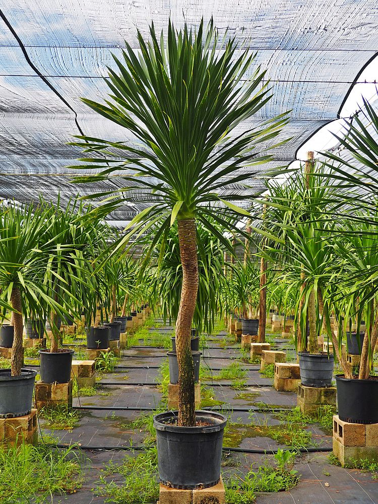 dracaena-arborea
