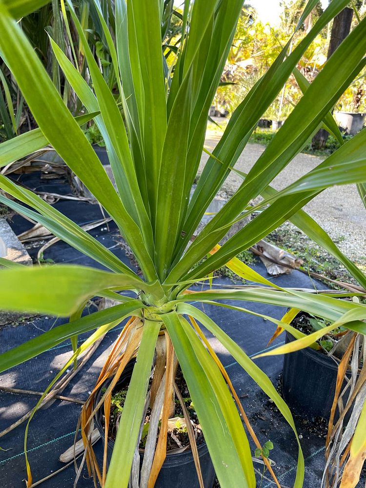 dracaena-arborea