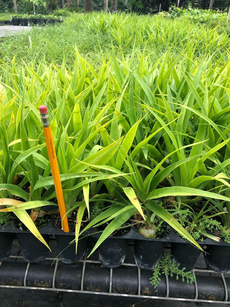 dracaena-arborea