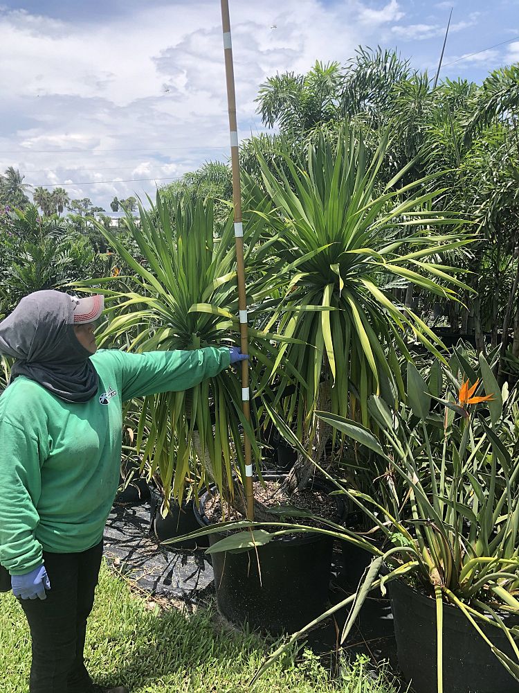 dracaena-arborea