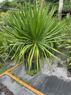 dracaena-arborea