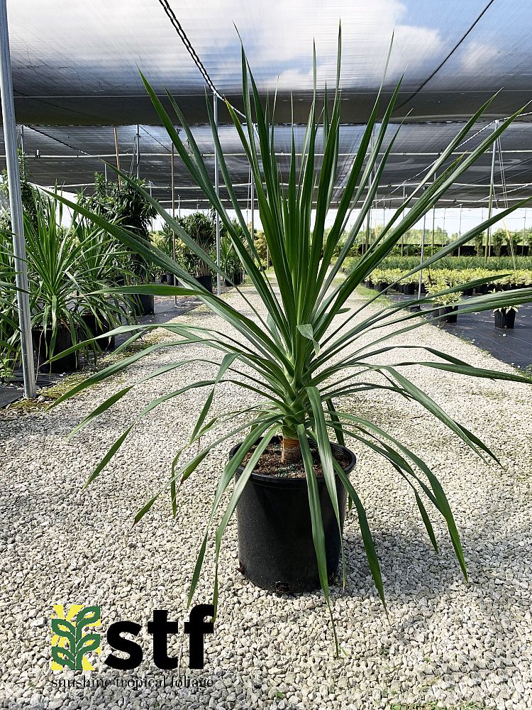dracaena-arborea
