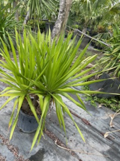 dracaena-arborea