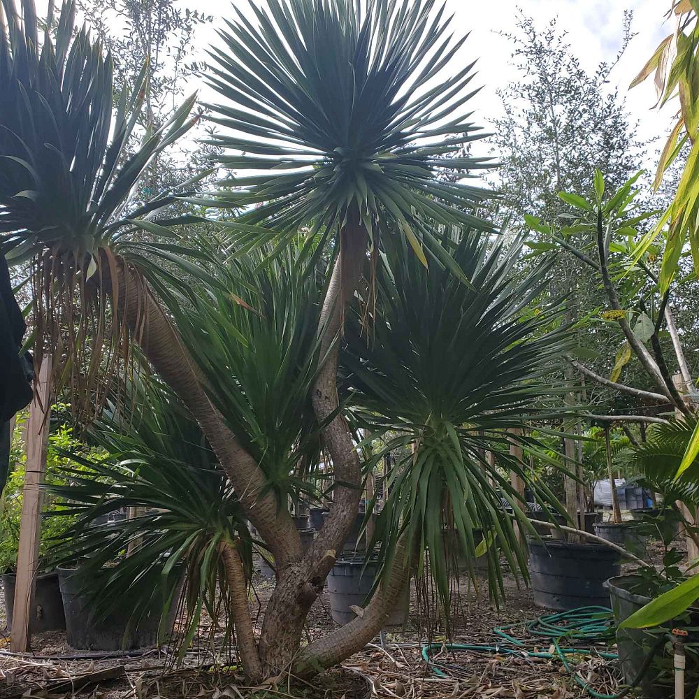 dracaena-arborea