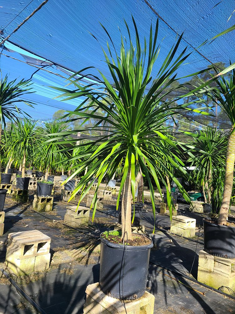 dracaena-arborea