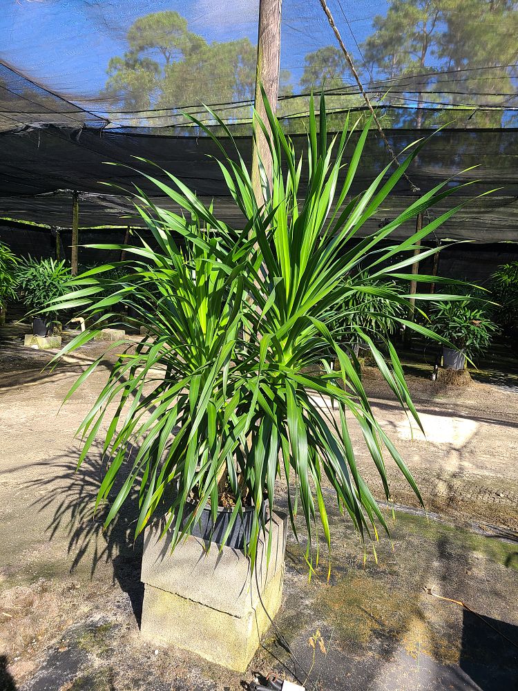 dracaena-arborea