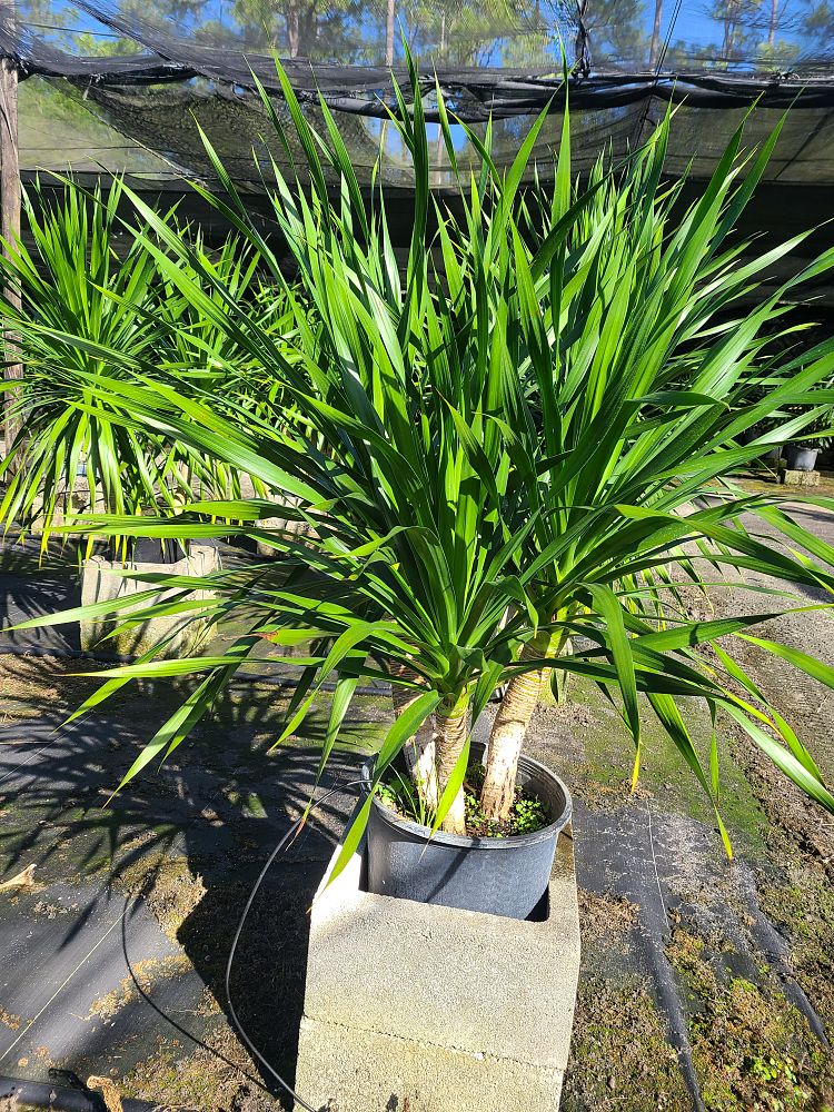 dracaena-arborea