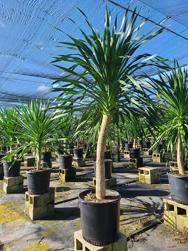 dracaena-arborea