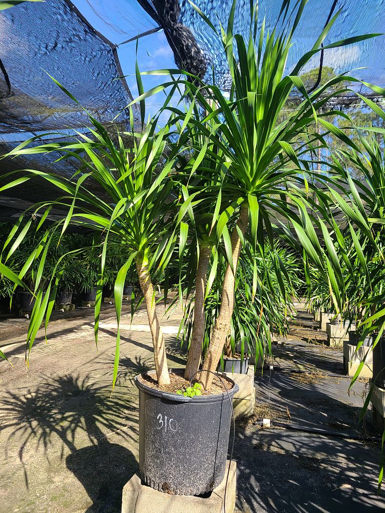 dracaena-arborea