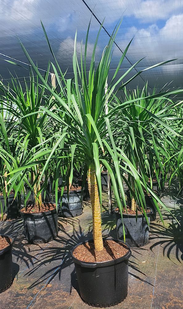 dracaena-arborea