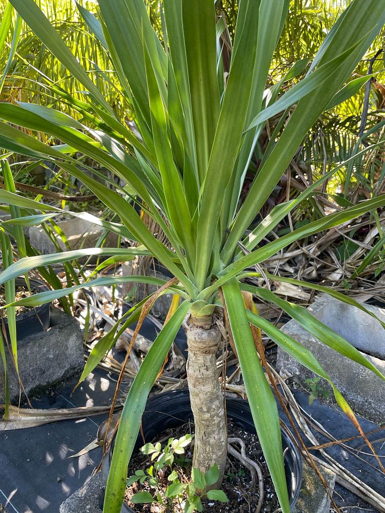 dracaena-arborea