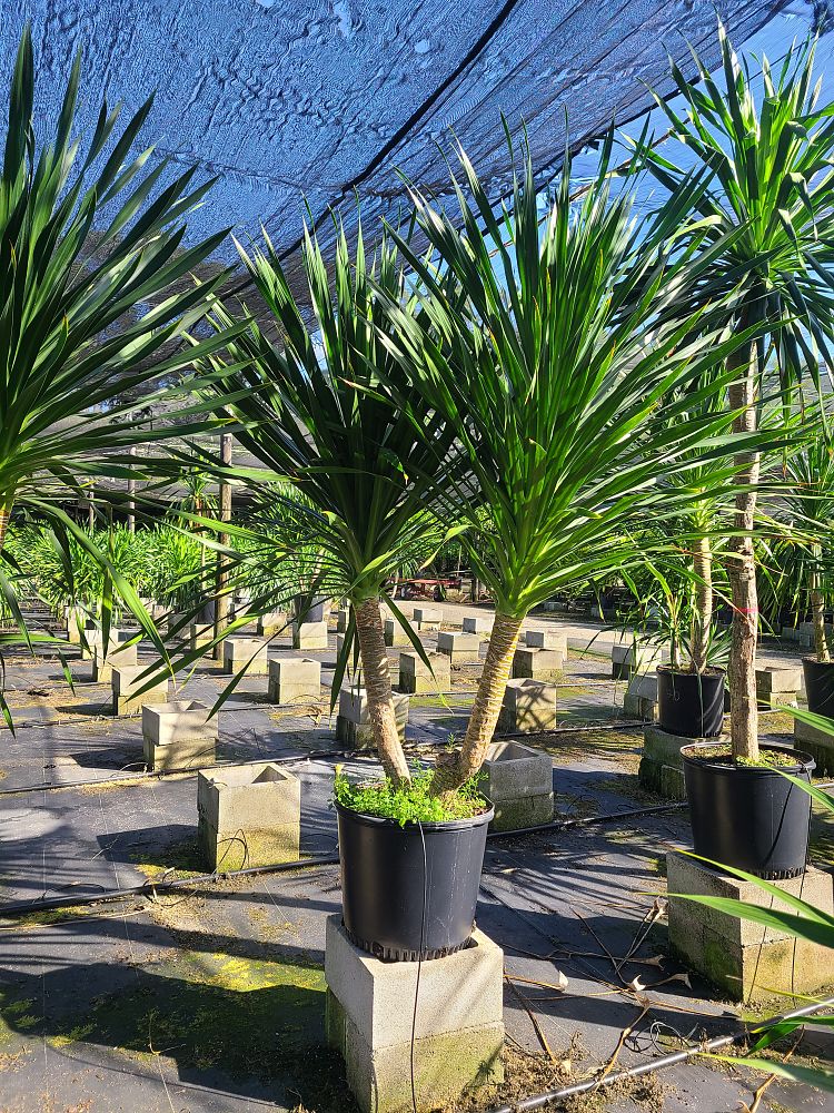 dracaena-arborea