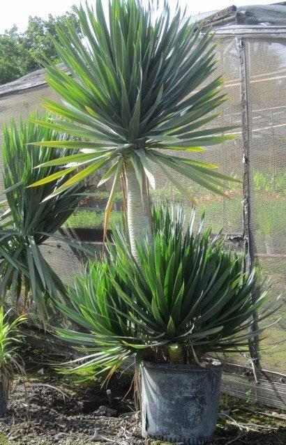 dracaena-arborea