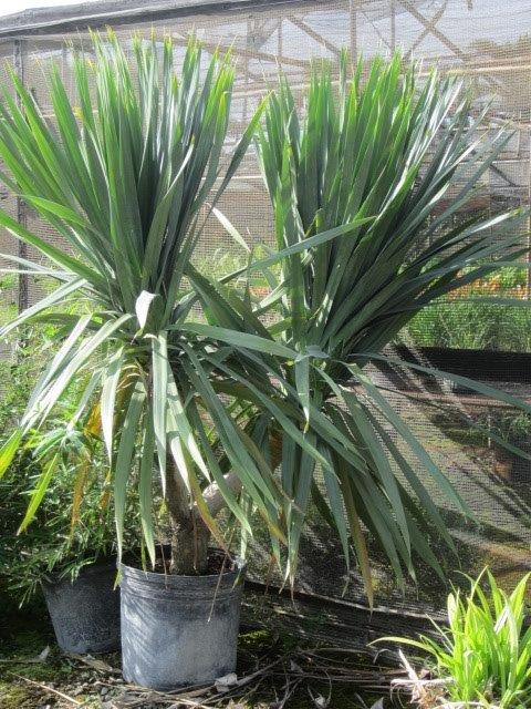 dracaena-arborea
