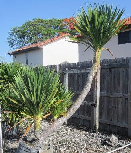 dracaena-arborea