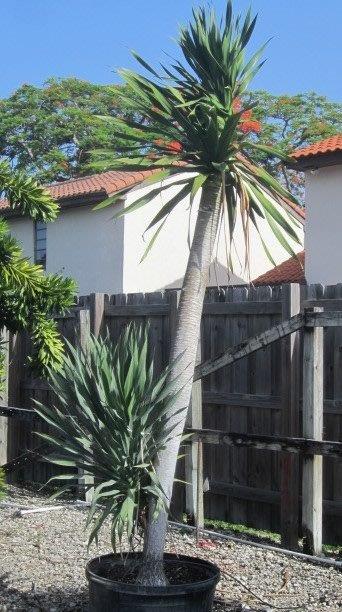 dracaena-arborea