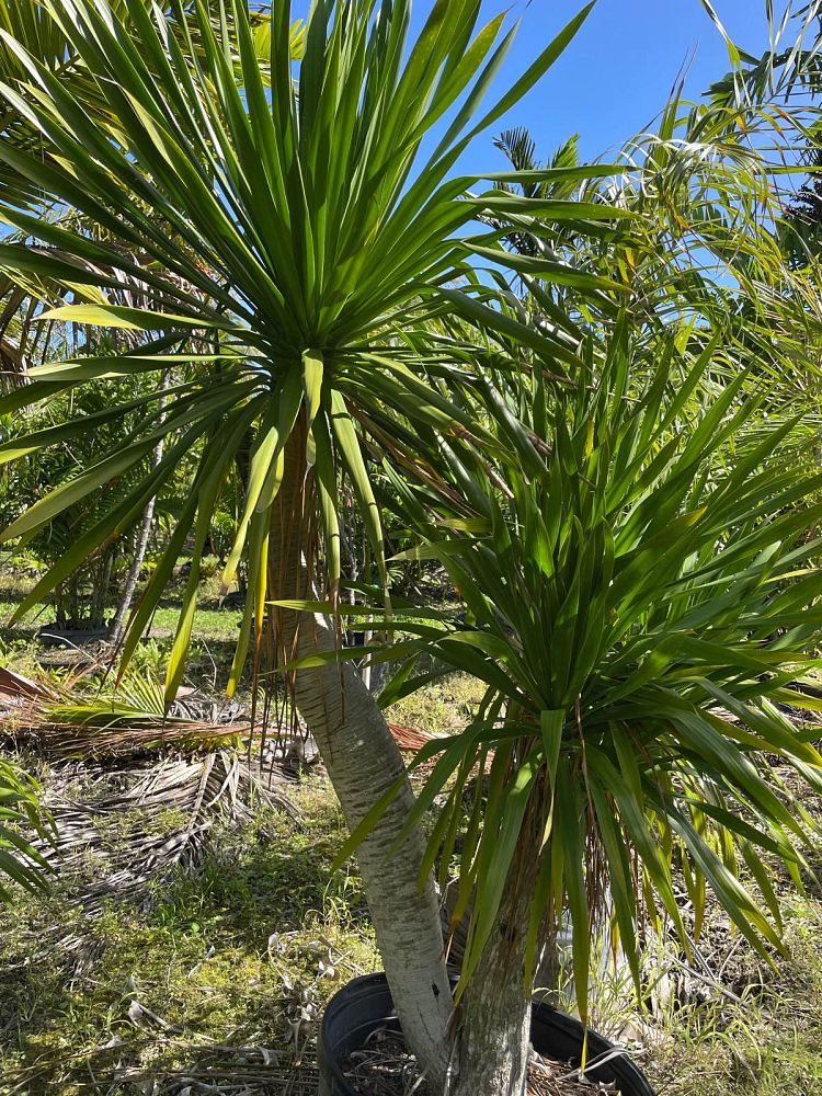 dracaena-arborea