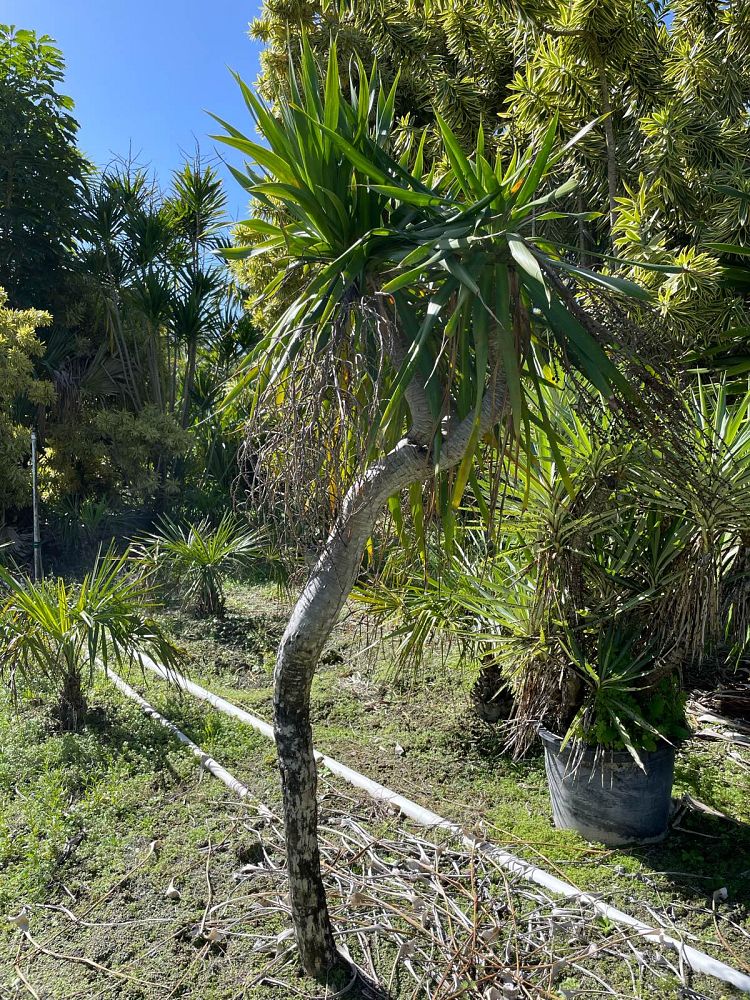 dracaena-arborea