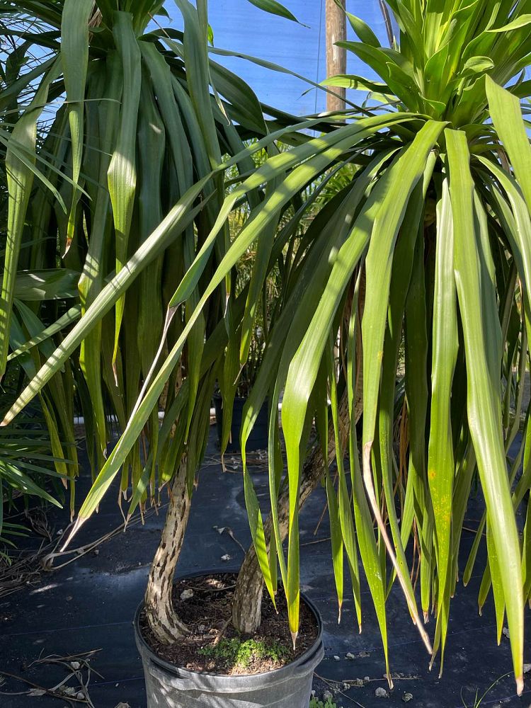 dracaena-arborea