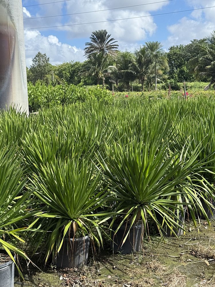 dracaena-arborea