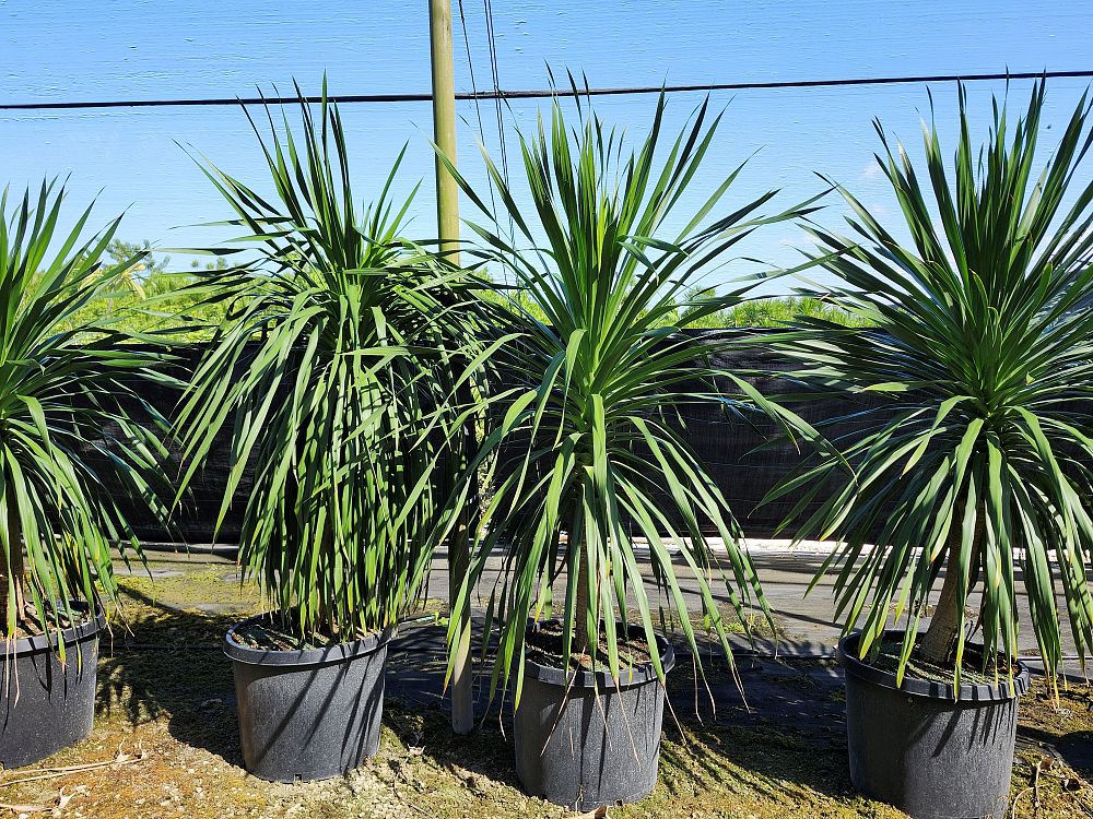 dracaena-arborea
