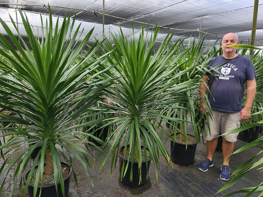 dracaena-arborea