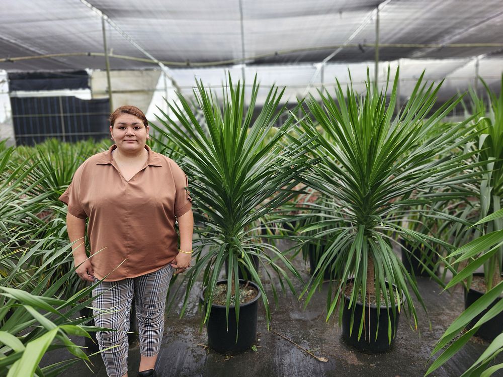 dracaena-arborea