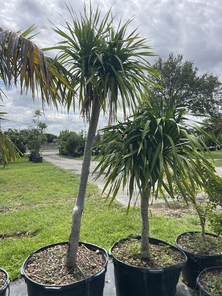 dracaena-arborea