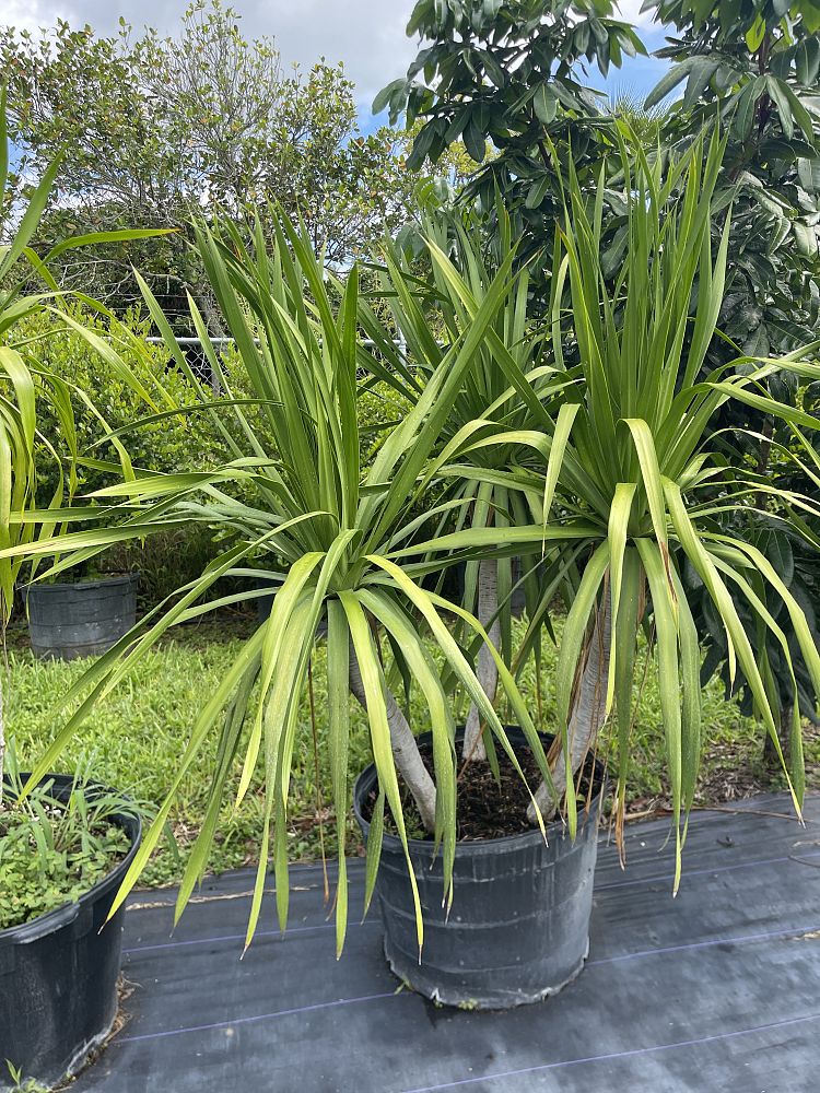 dracaena-arborea