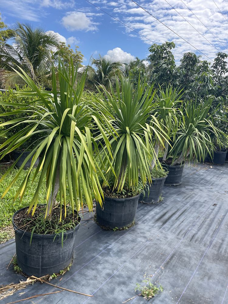 dracaena-arborea