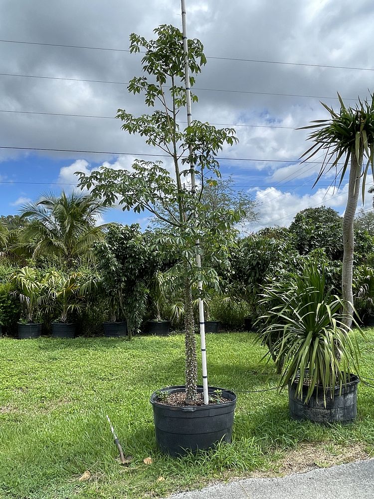 dracaena-arborea