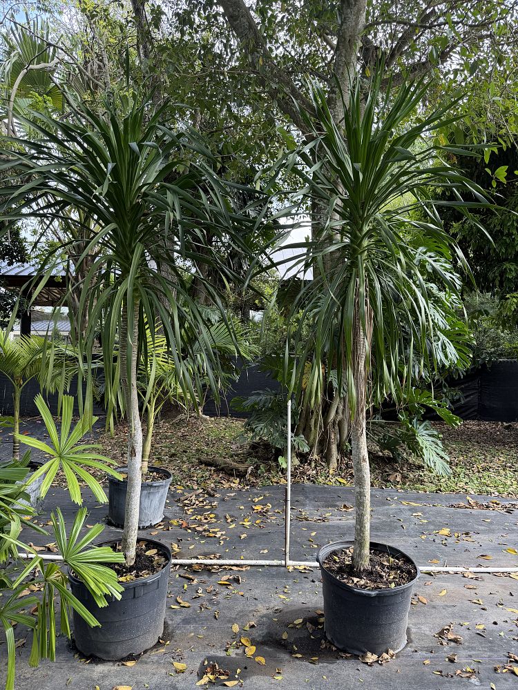 dracaena-arborea