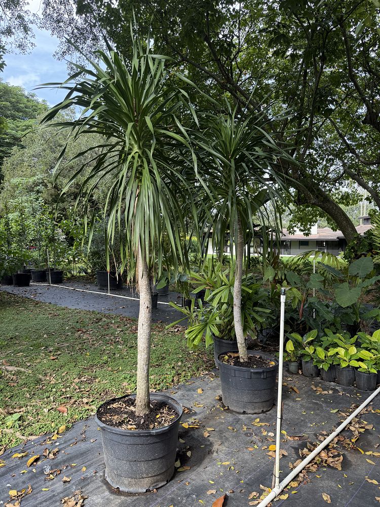 dracaena-arborea