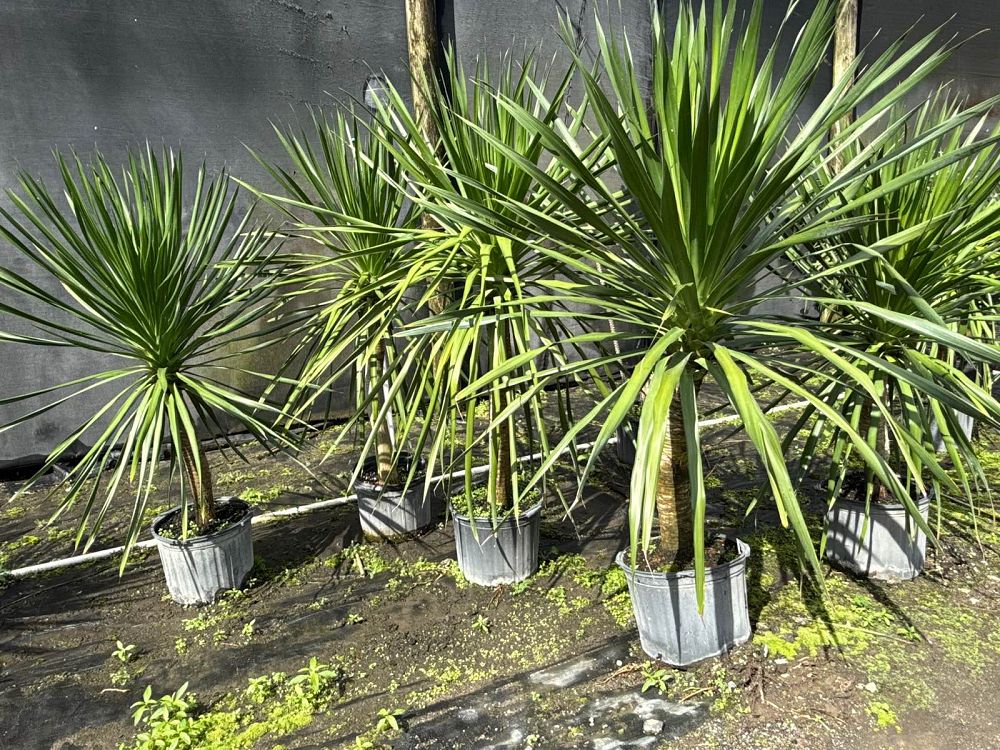 dracaena-arborea