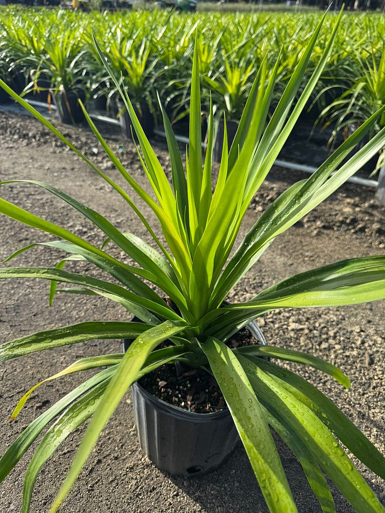 dracaena-arborea
