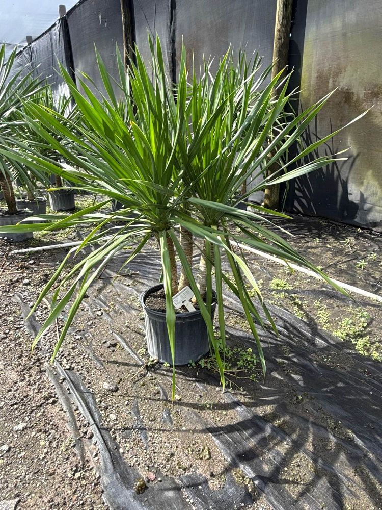 dracaena-arborea