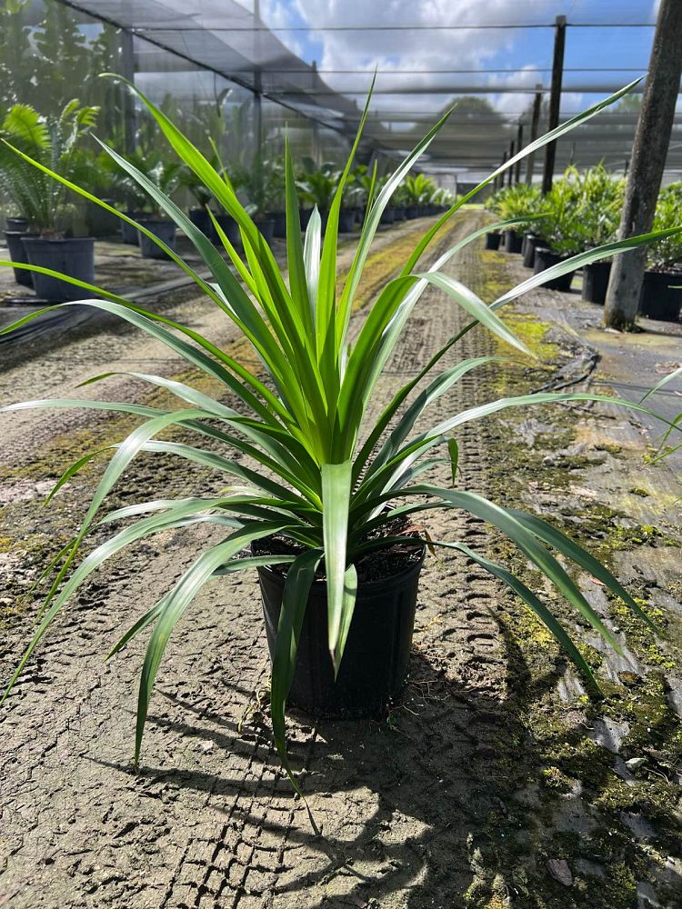 dracaena-arborea