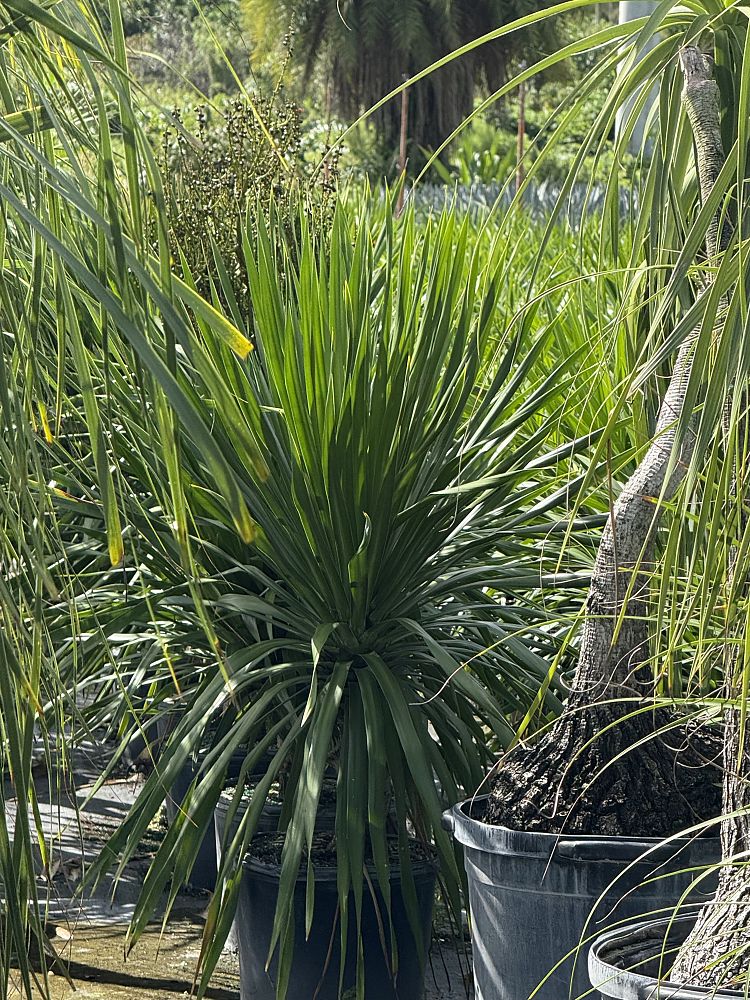 dracaena-arborea