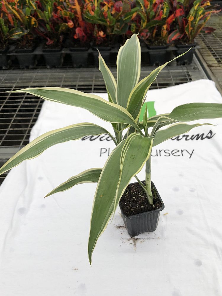 dracaena-braunii-lucky-bamboo-ribbon-plant-dracaena-sanderiana