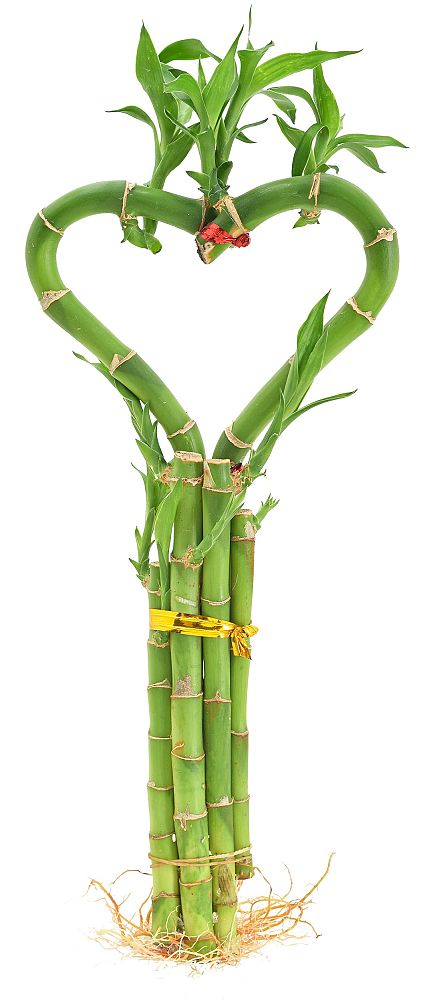 dracaena-braunii-lucky-bamboo-ribbon-plant-dracaena-sanderiana