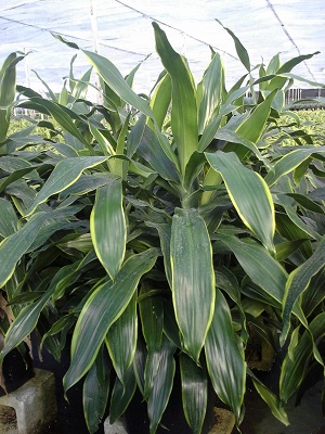 dracaena-deremensis-art-striped-dracaena